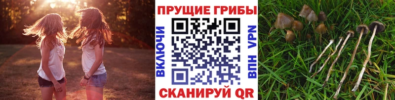 Псилоцибиновые грибы Magic Shrooms  сколько стоит  Кочубеевское 